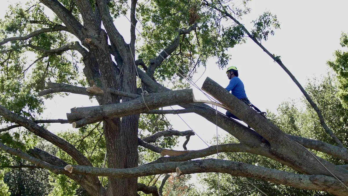 Professional Hazardous Tree Removal performed by certified arborists in Cool