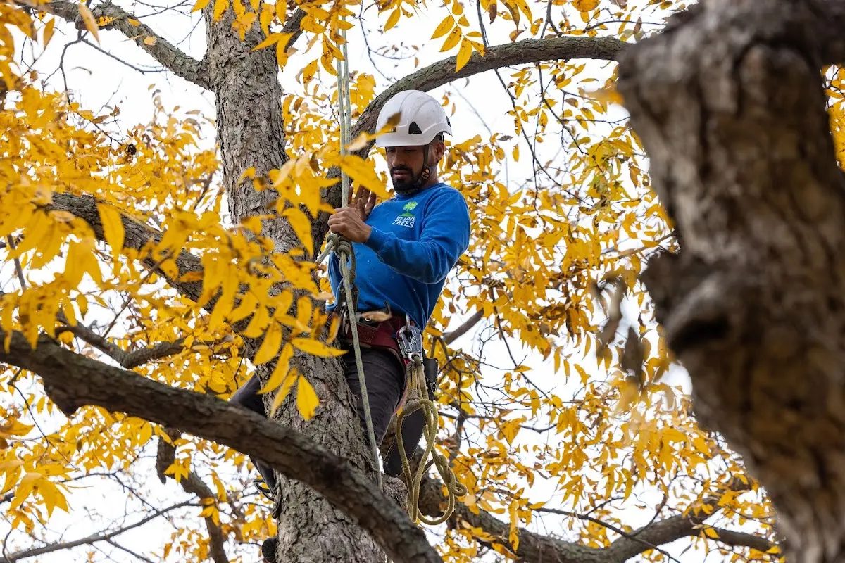 Skilled Dead Tree Removal crew working in Cool